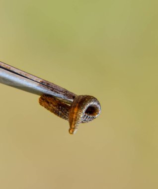Cımbız üzerinde sülük. Kan emici hayvan. Kemer-türü sınıfından ringworms alt sınıfı. Hirudotherapy
