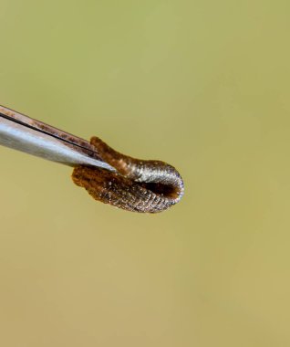 Cımbız üzerinde sülük. Kan emici hayvan. Kemer-türü sınıfından ringworms alt sınıfı. Hirudotherapy