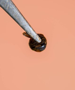 Cımbız üzerinde sülük. Kan emici hayvan. Kemer-türü sınıfından ringworms alt sınıfı. Hirudotherapy