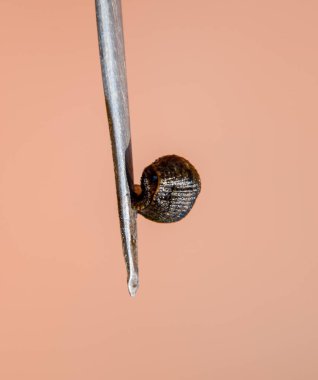 Cımbız üzerinde sülük. Kan emici hayvan. Kemer-türü sınıfından ringworms alt sınıfı. Hirudotherapy