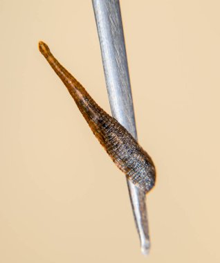 Cımbız üzerinde sülük. Kan emici hayvan. Kemer-türü sınıfından ringworms alt sınıfı. Hirudotherapy