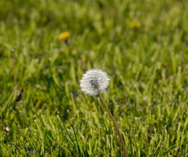 Olgunlaşmış karahindiba tohumları. Yumuşak karahindiba. Karahindiba, bal liköründe