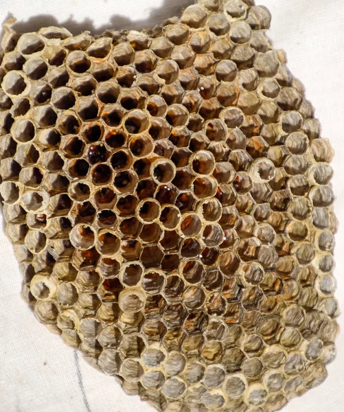 O ninho é de álamo, polista. O ninho de álamo no final da época de reprodução. Existências de mel em favos de mel. Aspen, querida. Vespa — Fotografia de Stock