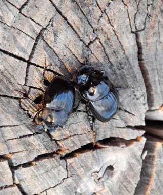 Bir ağaç kütüğü bir kesim üzerinde bir gergedan böceği. Gergedan böcekleri çifti