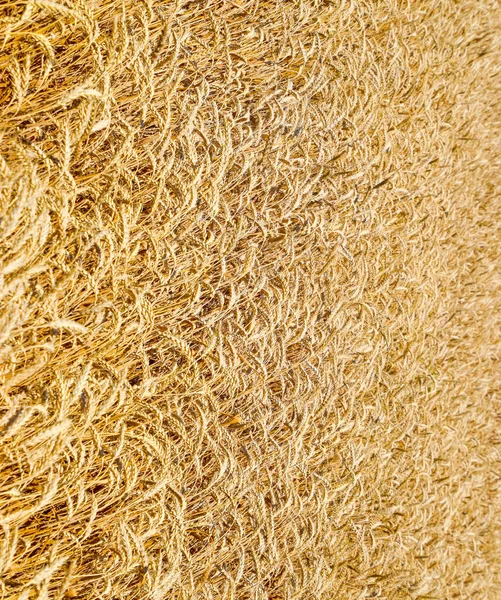 Campo de trigo — Foto de Stock