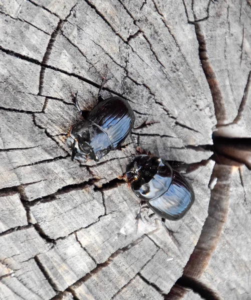 Um besouro de rinoceronte em um corte de um toco de árvore. Um par de besouros rinocerontes — Fotografia de Stock