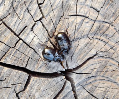 Bir ağaç kütüğü bir kesim üzerinde bir gergedan böceği. Gergedan böcekleri çifti