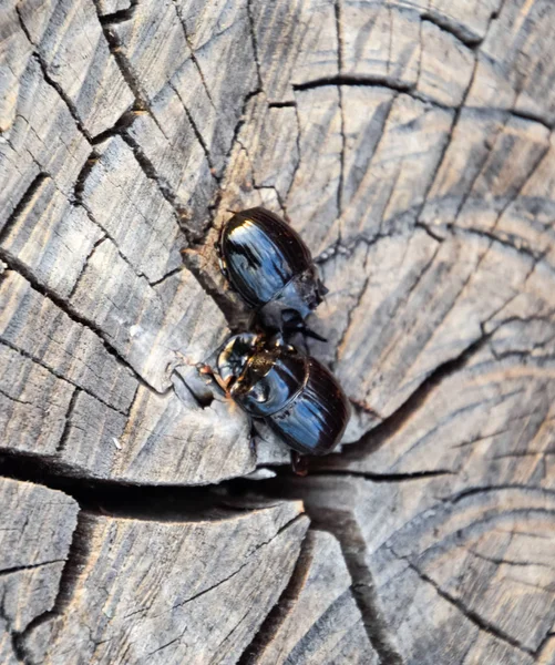 Um besouro de rinoceronte em um corte de um toco de árvore. Um par de besouros rinocerontes — Fotografia de Stock