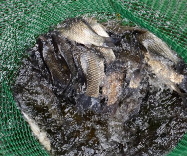 Gölün içinde yeşil plastik bir ızgarada Nehir balığı. Balık yakalaması. Sazan a