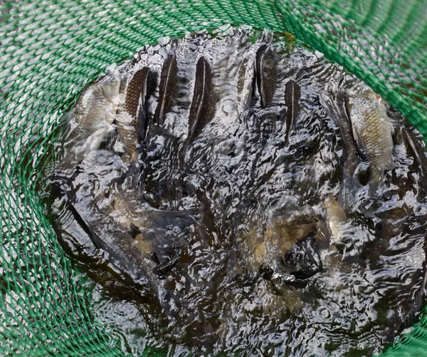 De vissen van de rivier in een groen plastic rooster in een vijver. Vis te vangen. (Someren) — Stockfoto