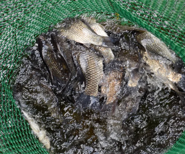 Gölün içinde yeşil plastik bir ızgarada Nehir balığı. Balık yakalaması. Sazan a