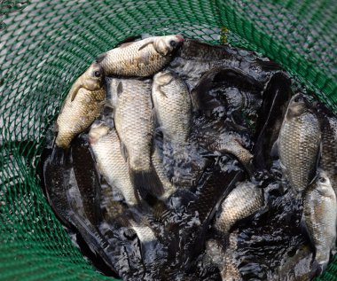 Gölün içinde yeşil plastik bir ızgarada Nehir balığı. Balık yakalaması. Sazan a