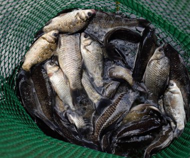 Gölün içinde yeşil plastik bir ızgarada Nehir balığı. Balık yakalaması. Sazan a