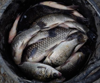Plastik bir kovada Nehir balığı. Balık yakalaması. Sazan ve sazan. Ot