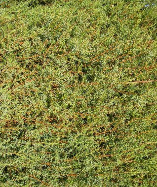 köknar ağacı iğneler. arka plan