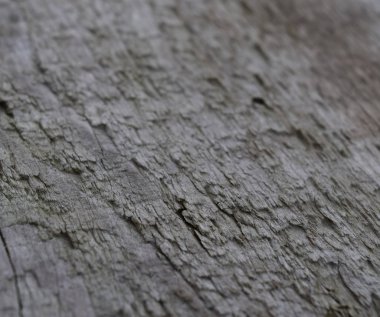 köknar ağacı iğneler. arka plan