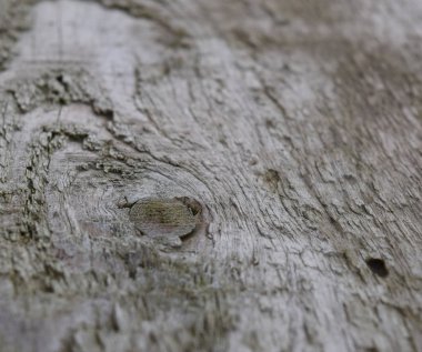 köknar ağacı iğneler. arka plan