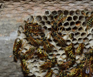 Üzerinde eşek arıları olan eşek arısı yuvası. Eşek arıları polist. Bir yuva