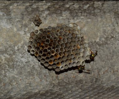 Vespiary. Eşek arıları polist. Eşek arıları bir ailenin yuvası olan t