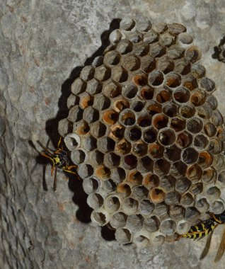 Eşekarısı yuvası üzerine oturan Yaban arıları ile.