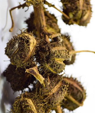 Castor tohumlar üzerinde beyaz bir arka plan