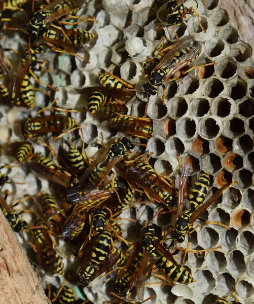 Wasp nid avec des guêpes assises dessus. Poliste aux guêpes. Le nid d'une famille de guêpes qui est pris un gros plan — Photo