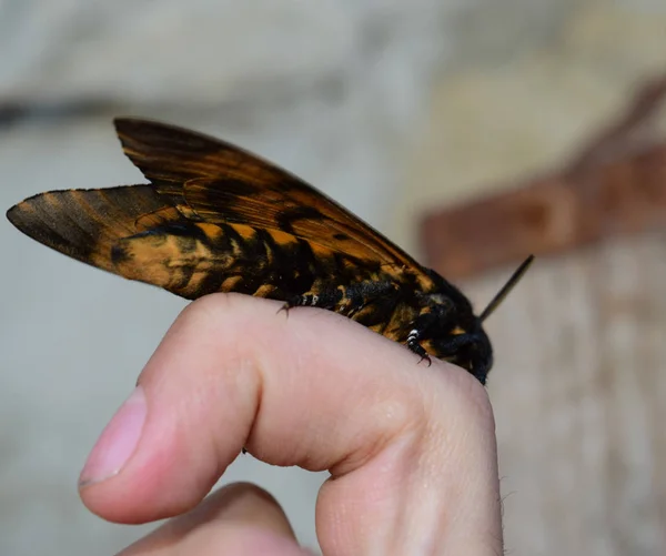 Cabeça morta. A grande borboleta que pertence à família de brazhnik . — Fotografia de Stock