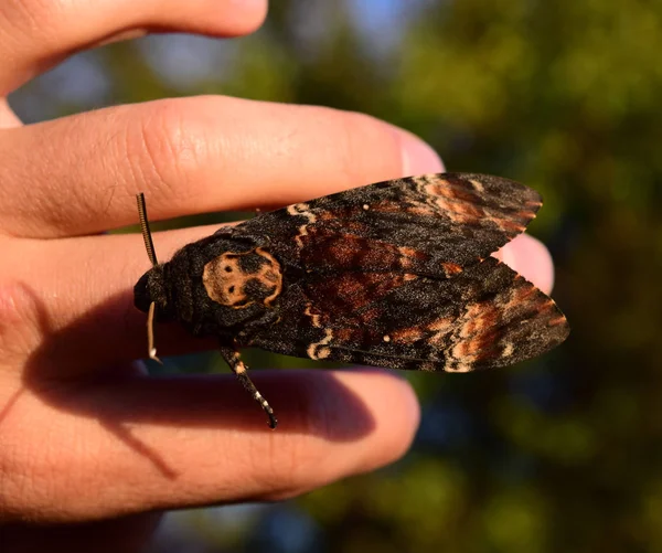 Dead head. The large butterfly belonging to family of brazhnik. — Stock Photo, Image