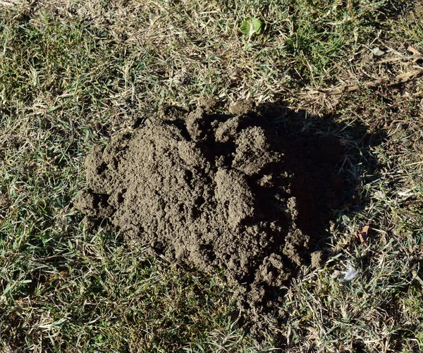 Hillock da terra cavada por uma toupeira — Fotografia de Stock