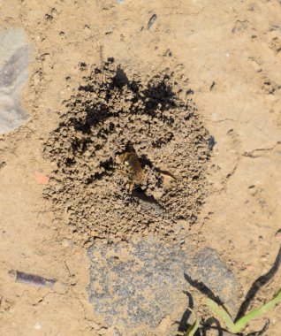 Andrena Arı yuvasına girişinde