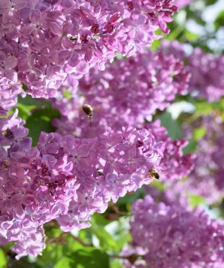 Bombyliidae ve leylak arıya.