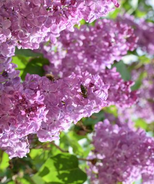 Bombyliidae ve leylak arıya.