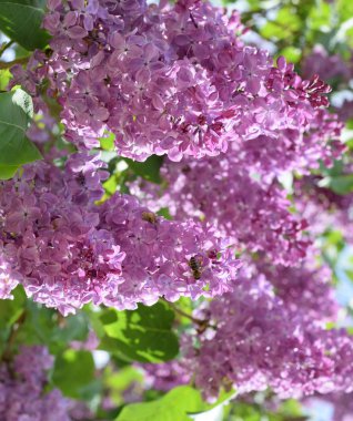 Bombyliidae ve leylak arıya.