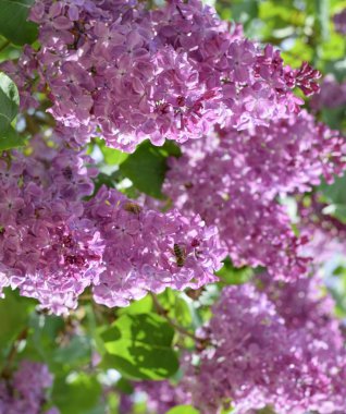 Bombyliidae ve leylak arıya.