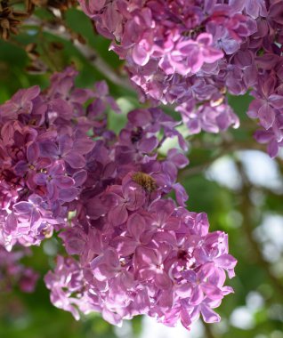 Arı ve arı leylak üzerinde. Lila renkler Shaggy anında. böcek tozlayıcı.