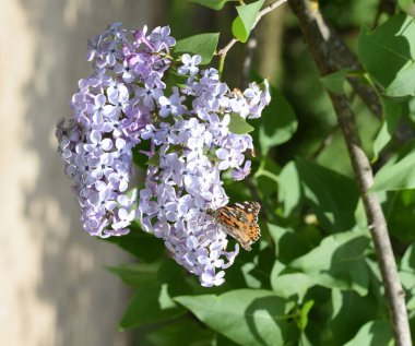 Kelebek döküntü Lila renkler. Kelebek Ürtiker.