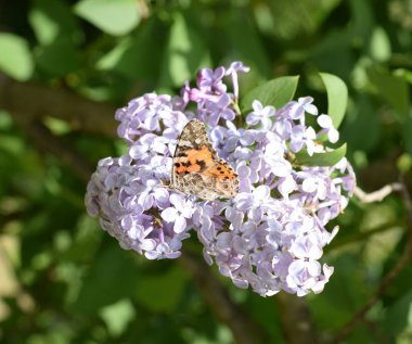 Kelebek döküntü Lila renkler. Kelebek Ürtiker.
