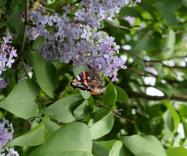 Bir kelebek Amiral dalları üzerinde eflatun çiçekler