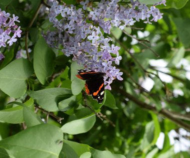 Bir kelebek Amiral dalları üzerinde eflatun çiçekler