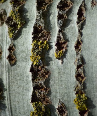 Kavak kabuk arka plan