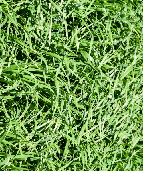 Молодая пшеница зеленого цвета на поле, фоновая текстура травы . — стоковое фото