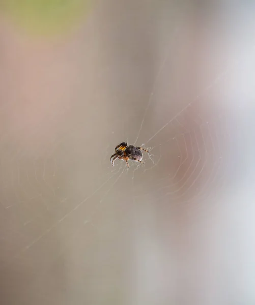 Pequeña araña en su telaraña de Araneus. Red de arañas Lovcen —  Fotos de Stock