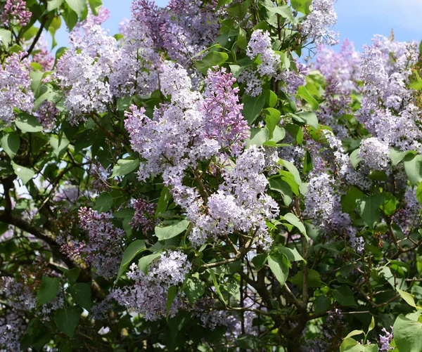 Mooie paarse lila bloemen buiten. — Stockfoto