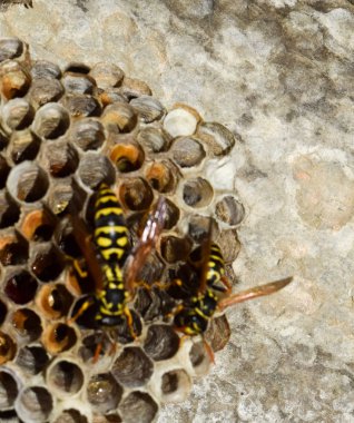 Yaban arıları polist. Vespiary