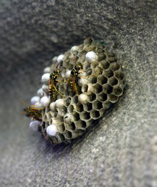 Üzerinde eşekarıları olan bir arı kovanı. Eşek arıları polisi. Yakından çekilen bir eşek arısı ailesinin yuvası.