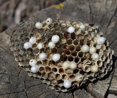 Eşek arısı olmayan eşek arısı yuvası. Ele geçirilen yuva arıları. Petek
