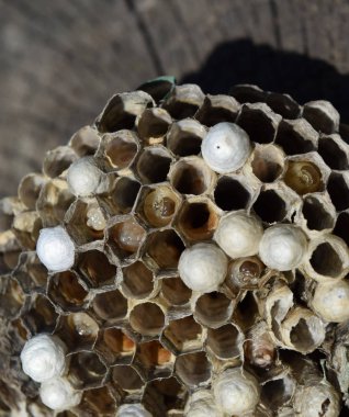 Eşek arısı olmayan eşek arısı yuvası. Ele geçirilen yuva arıları. Petek