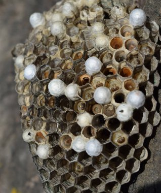 Üzerinde eşekarıları olan bir arı kovanı. Eşek arıları polisi. Yakından çekilen bir eşek arısı ailesinin yuvası.