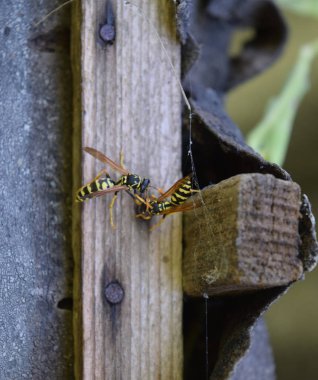 Eşekarısı yuvası üzerine oturan Yaban arıları ile.