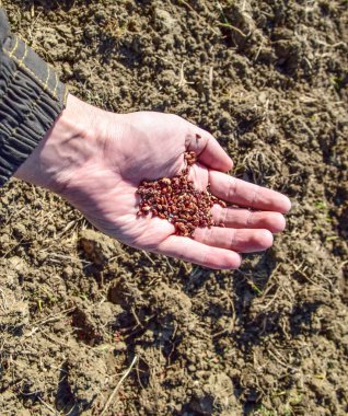 Mısır kontrolden Ekim